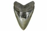 Serrated, Fossil Megalodon Tooth - Glossy Enamel #173891-1